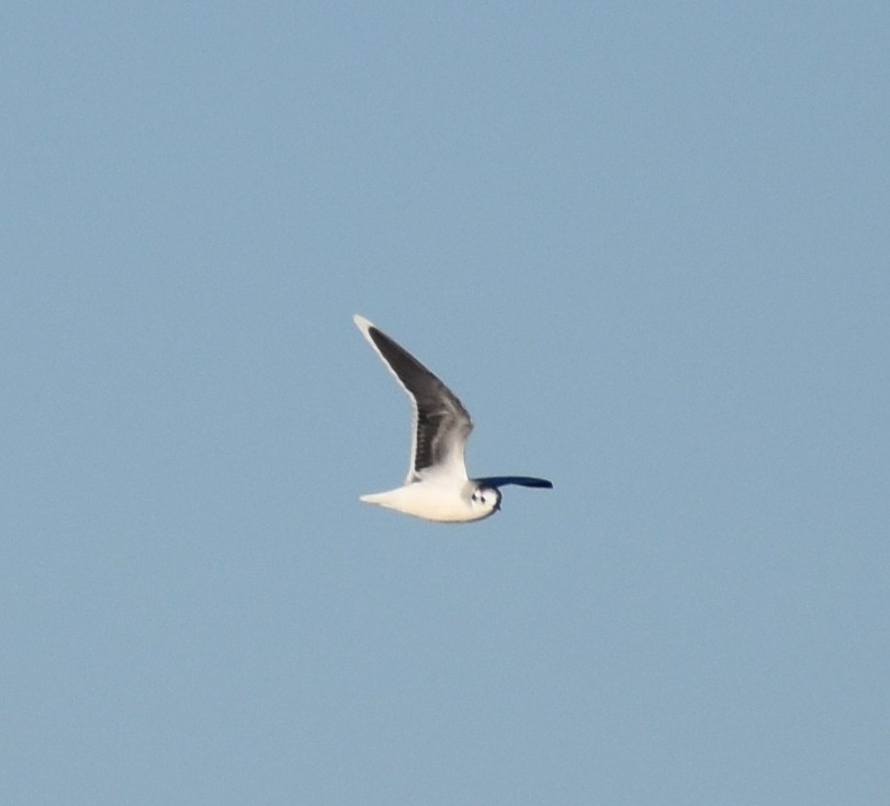 Little Gull - ML638810630
