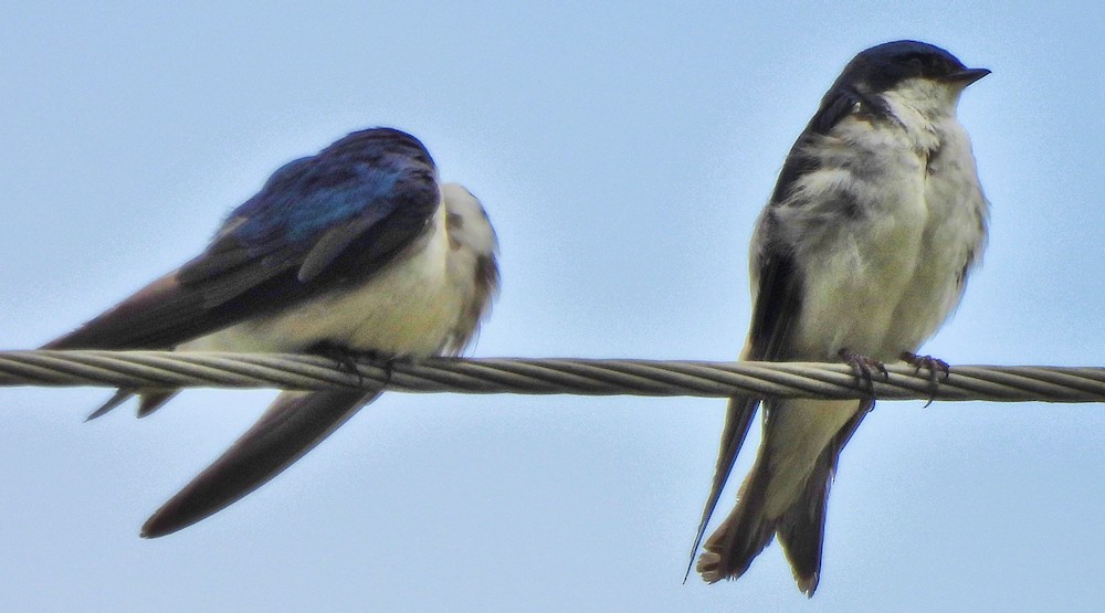 Tree Swallow - ML638810642
