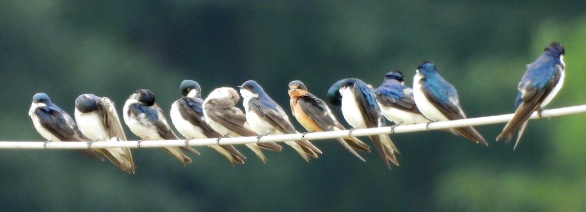 Tree Swallow - ML638810643