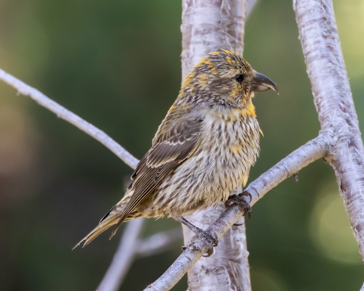 Cassia Crossbill - ML638810645