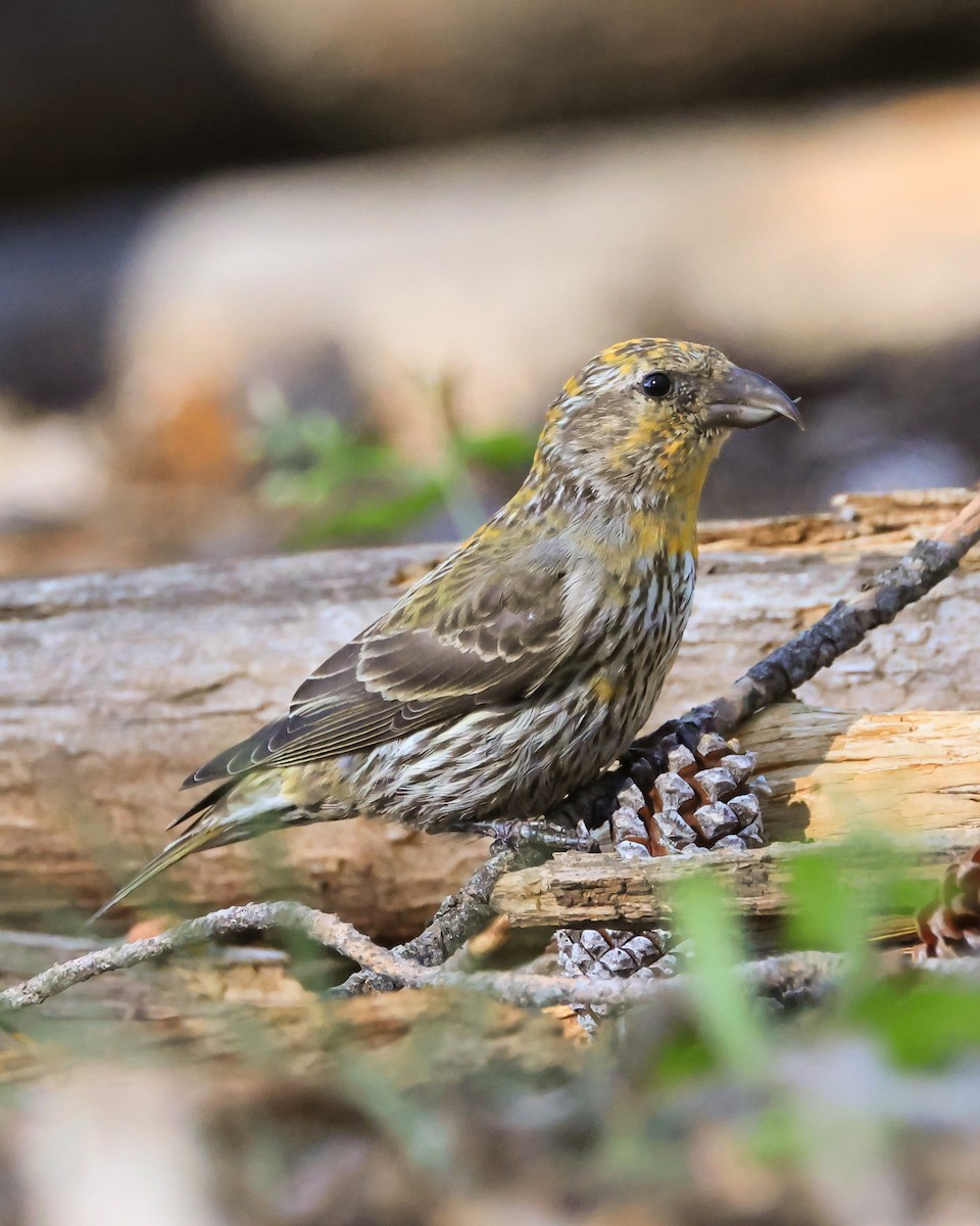 Cassia Crossbill - ML638810648