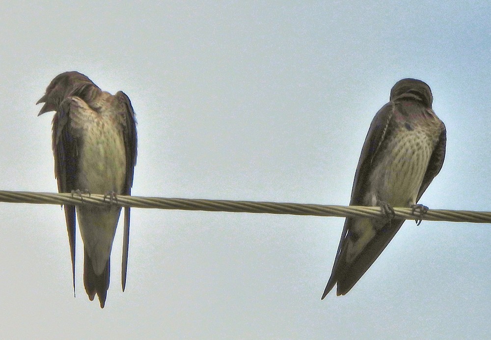 Purple Martin - ML638810656