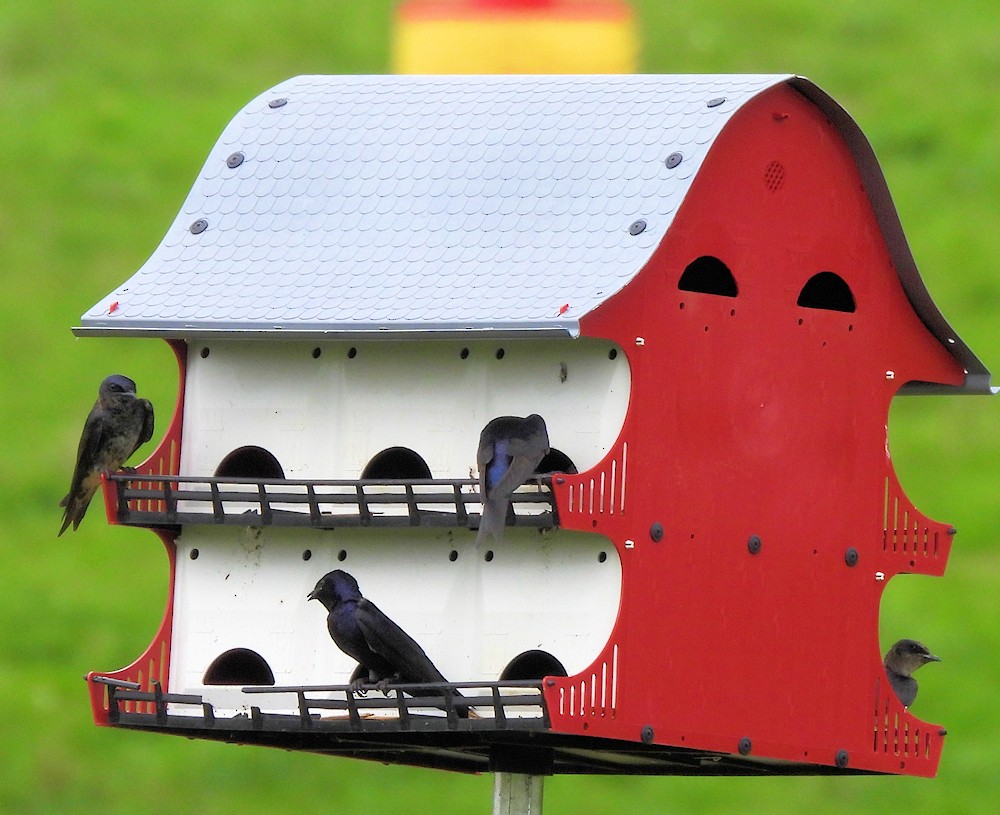 Purple Martin - ML638810657