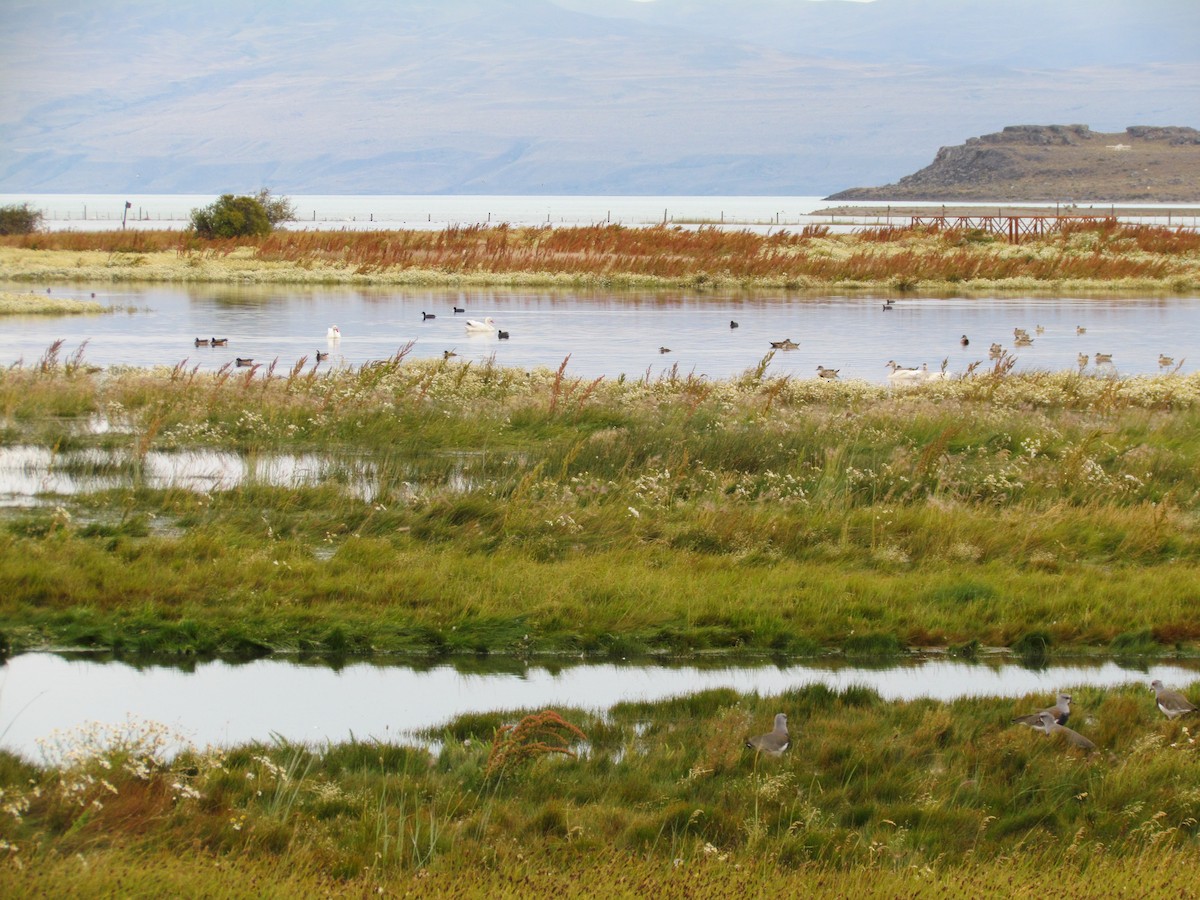 Coscoroba Swan - ML638810710