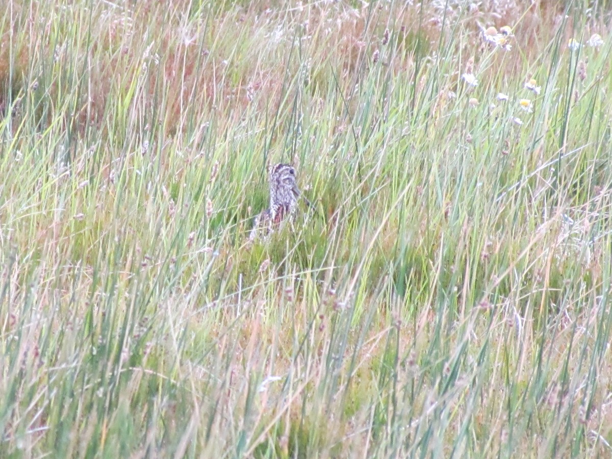 Magellanic Snipe - ML638810742