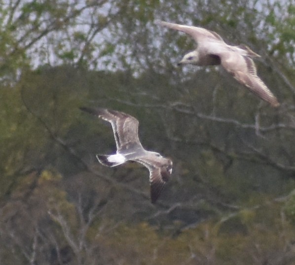 Lesser Black-backed Gull - ML638810743