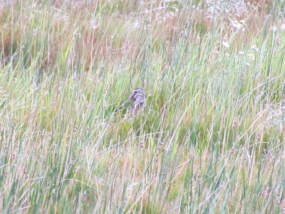 Magellanic Snipe - ML638810765