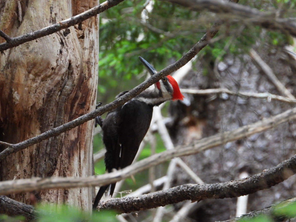 Pileated Woodpecker - ML638810878