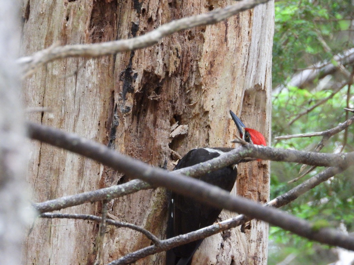 Pileated Woodpecker - ML638810879