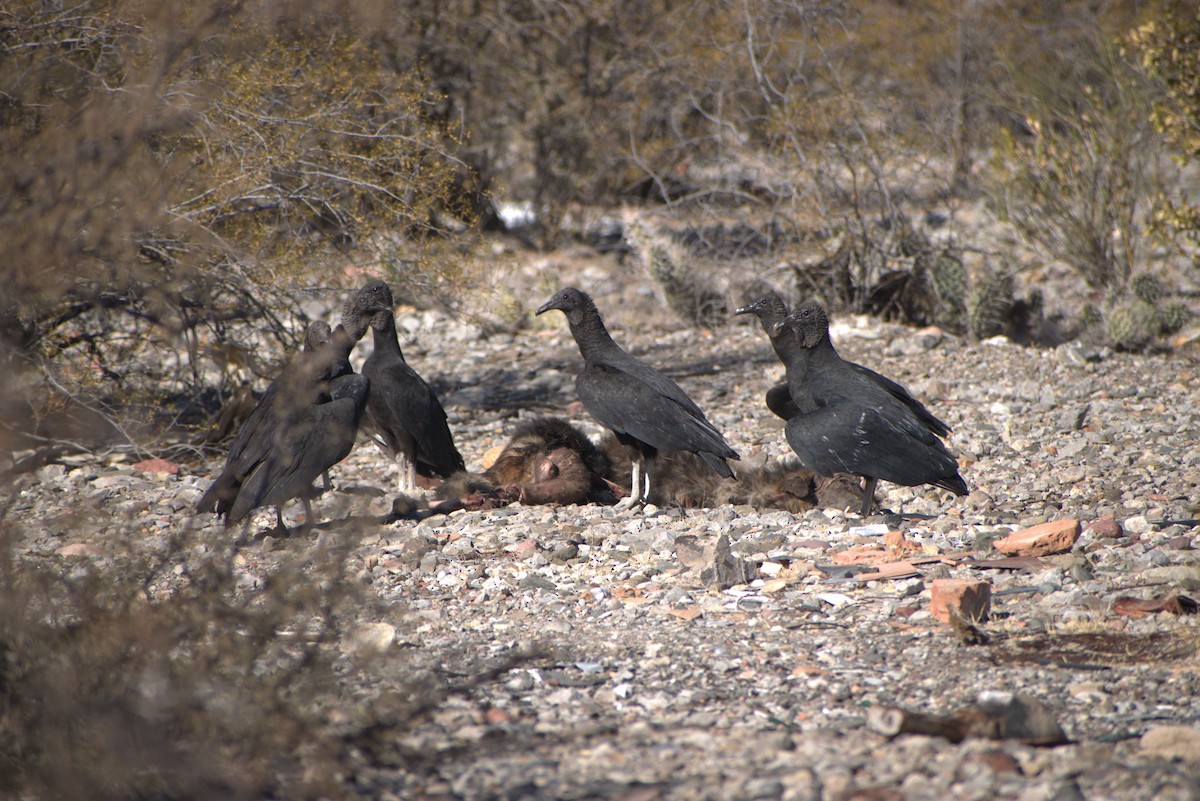 Black Vulture - ML638810885