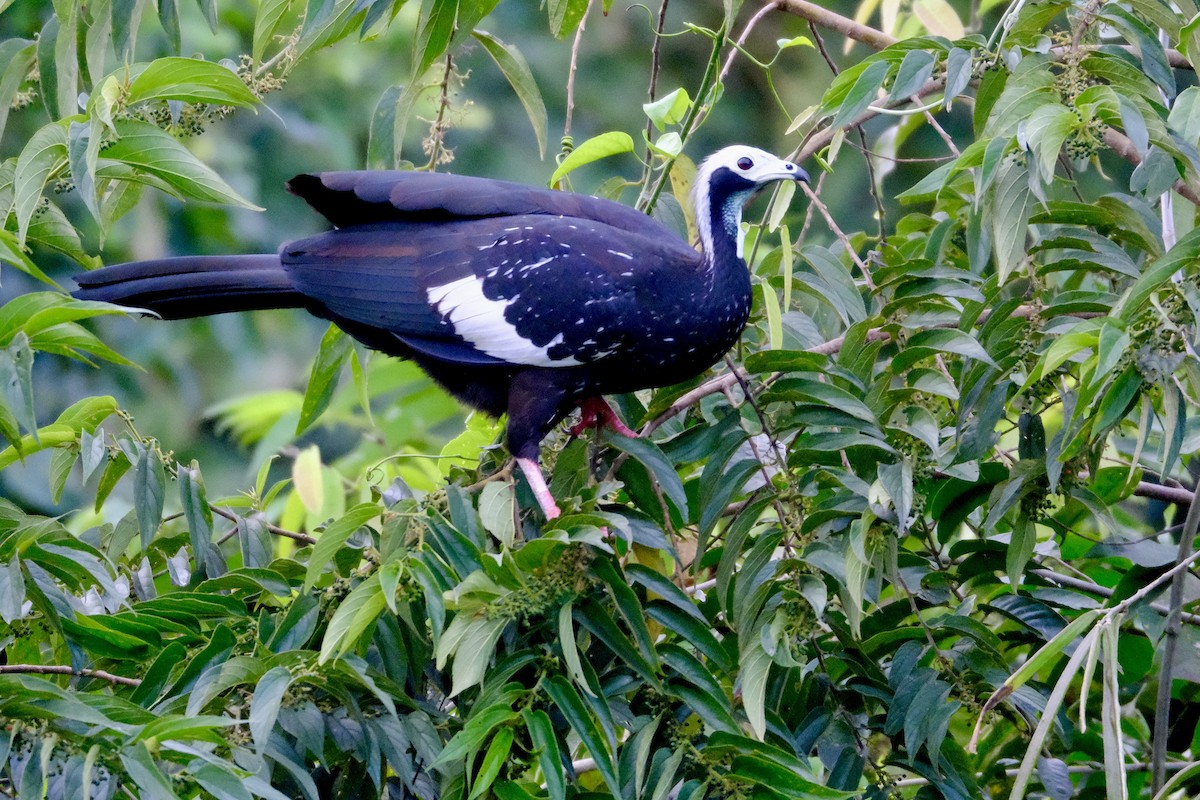 White-throated Piping-Guan - ML638810952