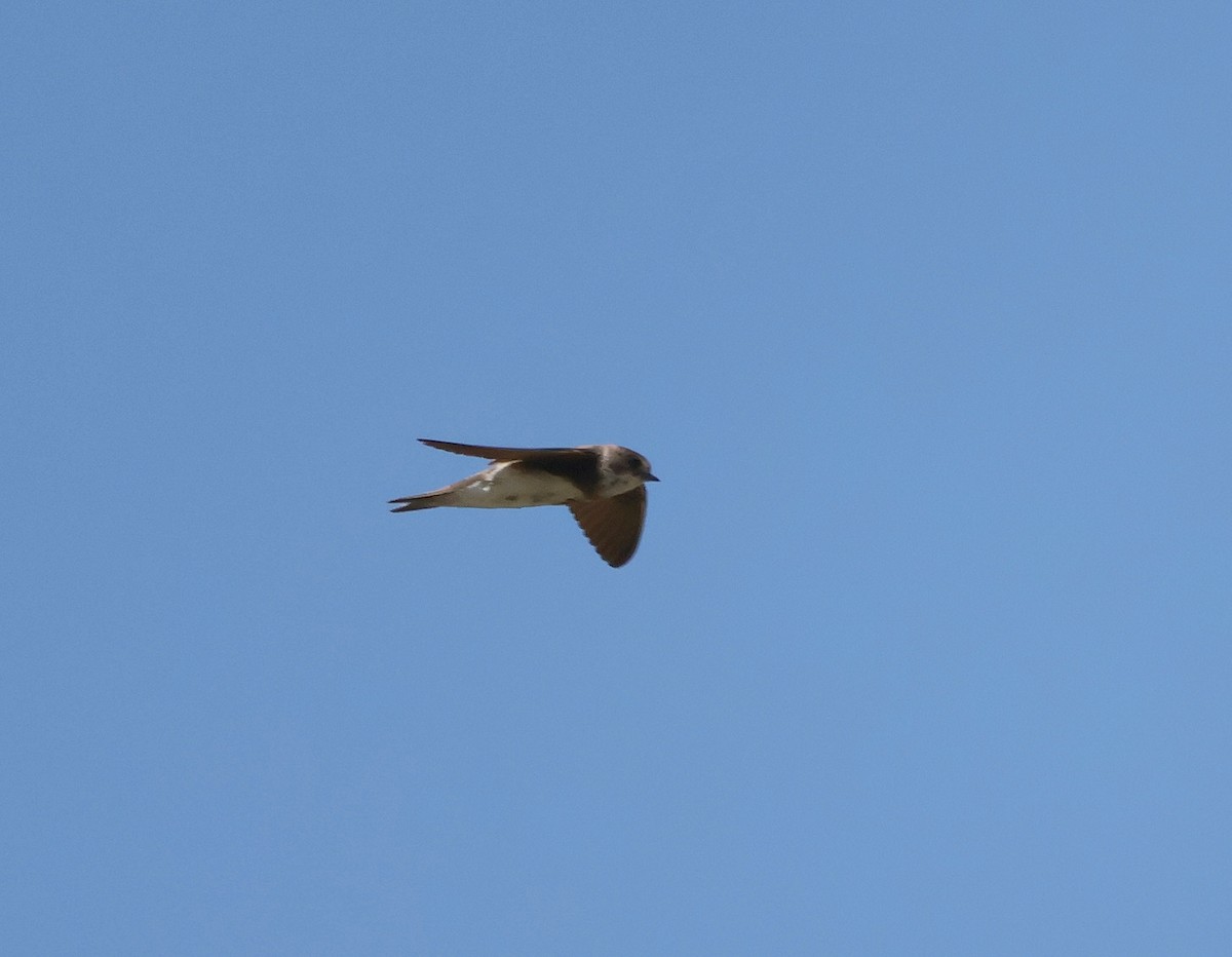 Bank Swallow - ML638810984
