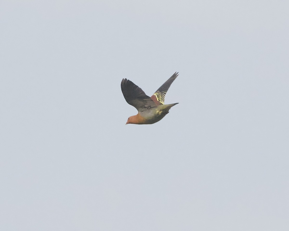 Cinnamon-headed Green-Pigeon - ML638810991