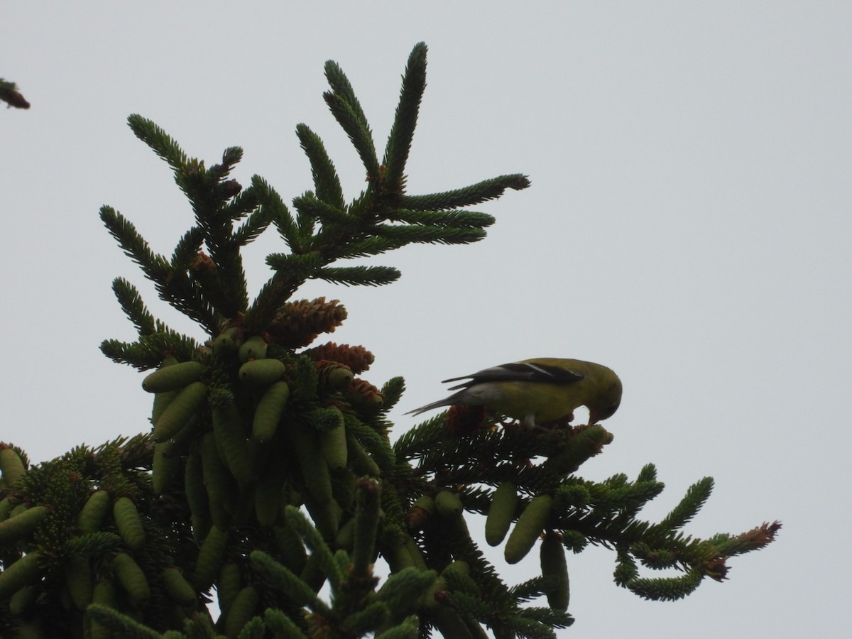 gulstillits - ML638811046
