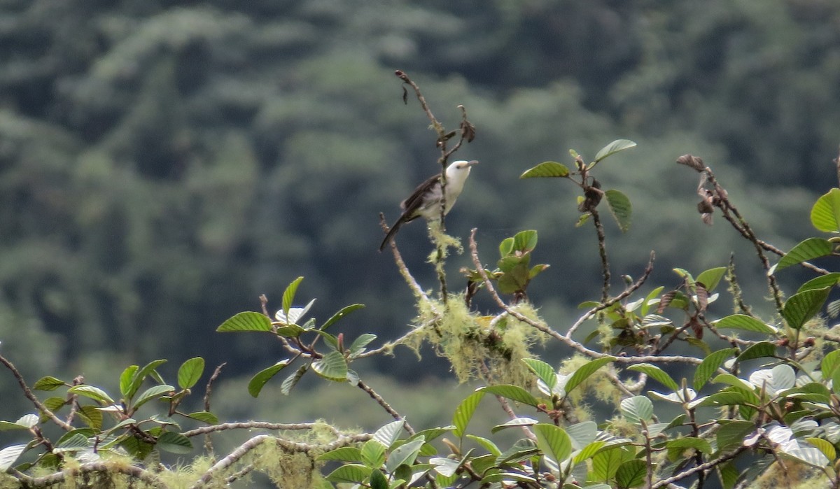 White-headed Wren - ML638811067