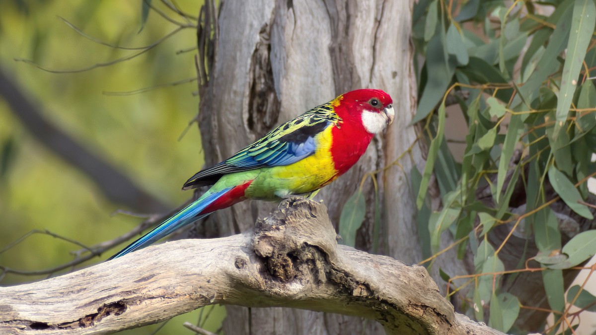 Eastern Rosella - ML638811114