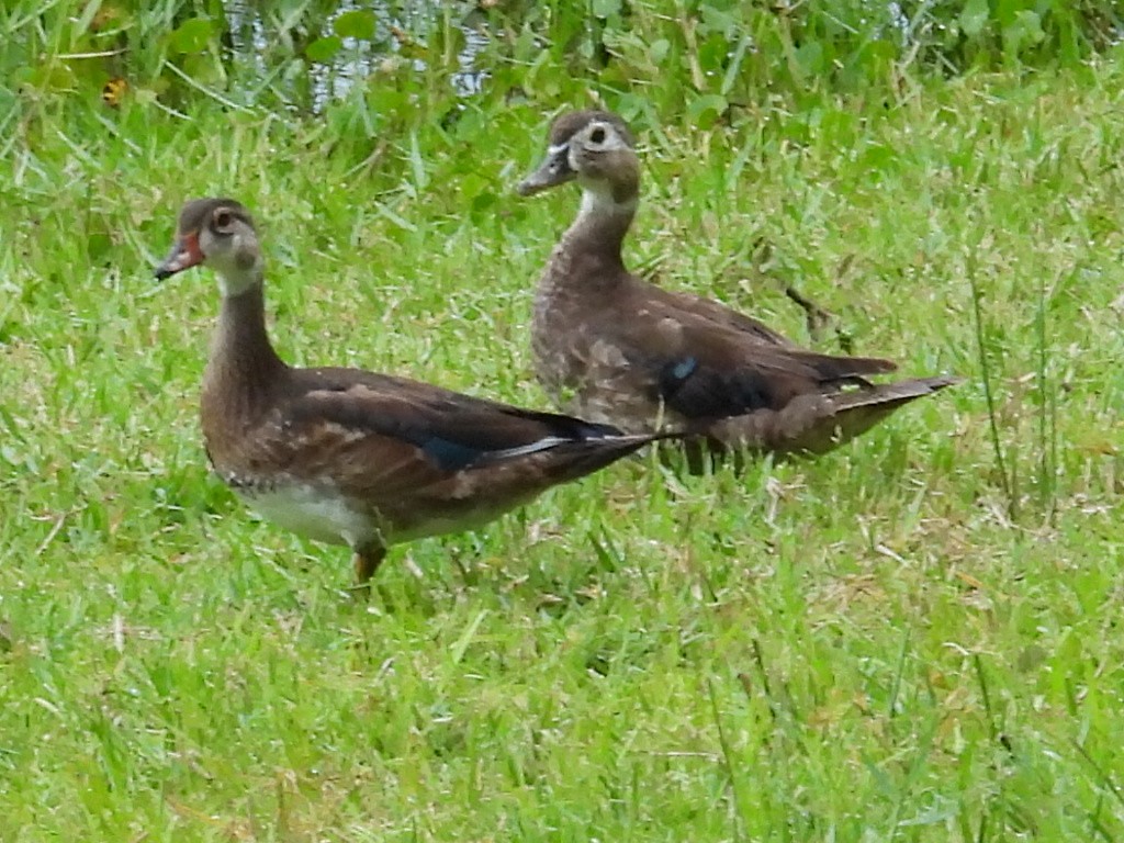 Pato Joyuyo - ML638811130