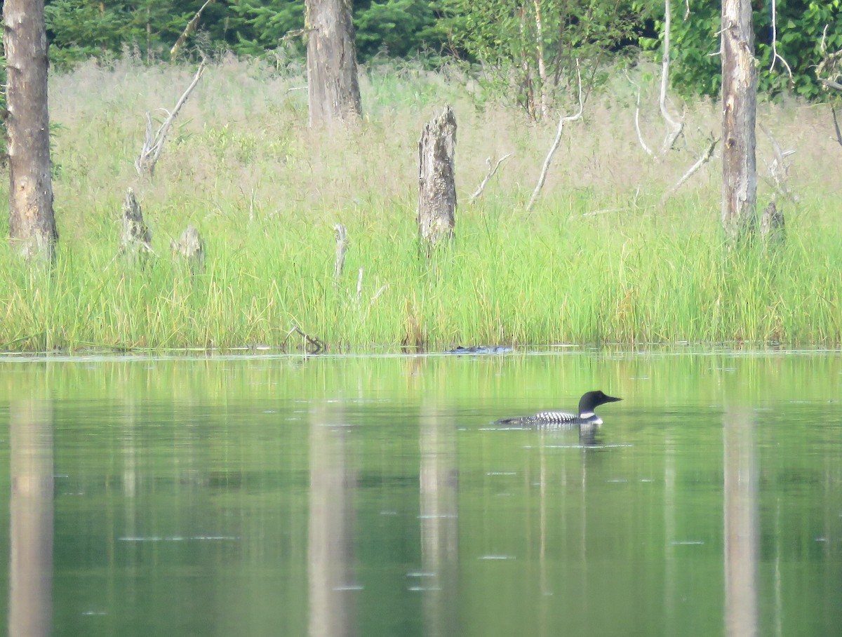 Common Loon - ML638811155