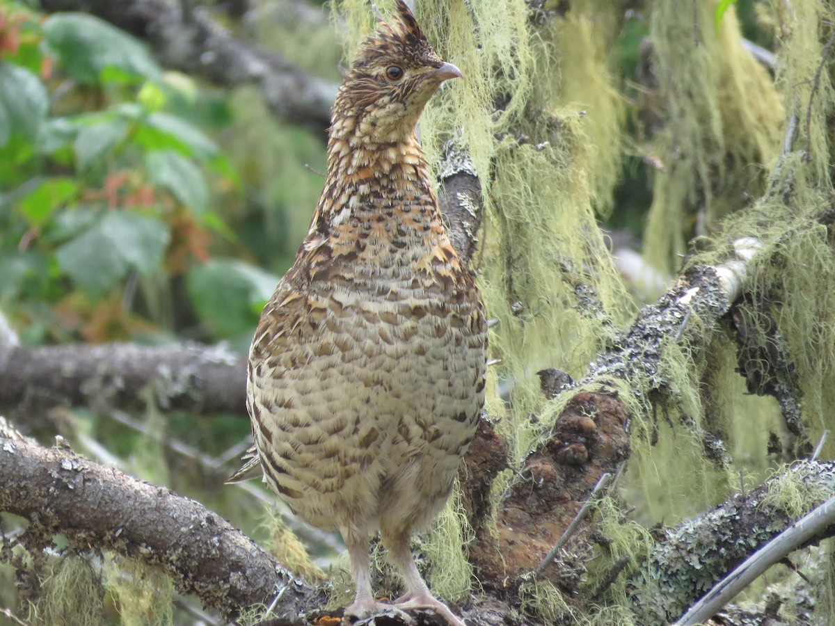 Ruffed Grouse - ML638811170
