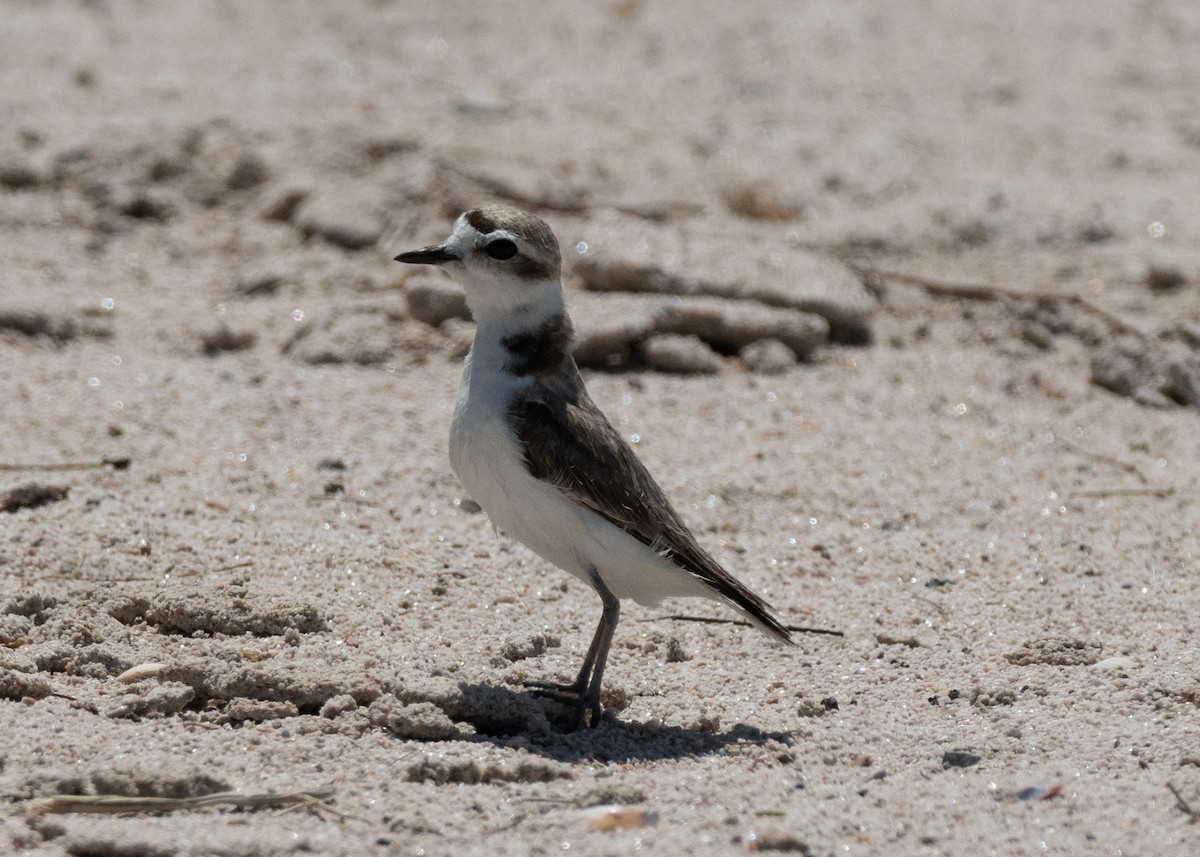 Snowy Plover - ML638811183