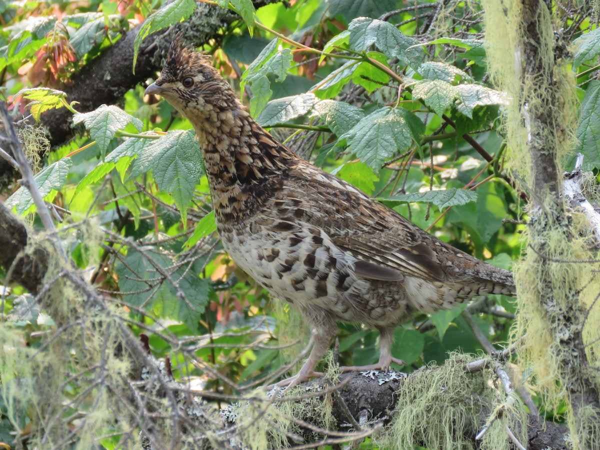Ruffed Grouse - ML638811184