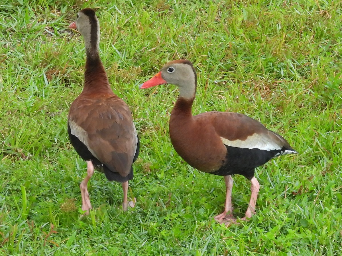 Suirirí Piquirrojo - ML638811192
