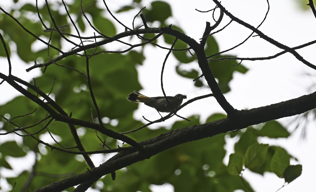 American Redstart - ML638811200