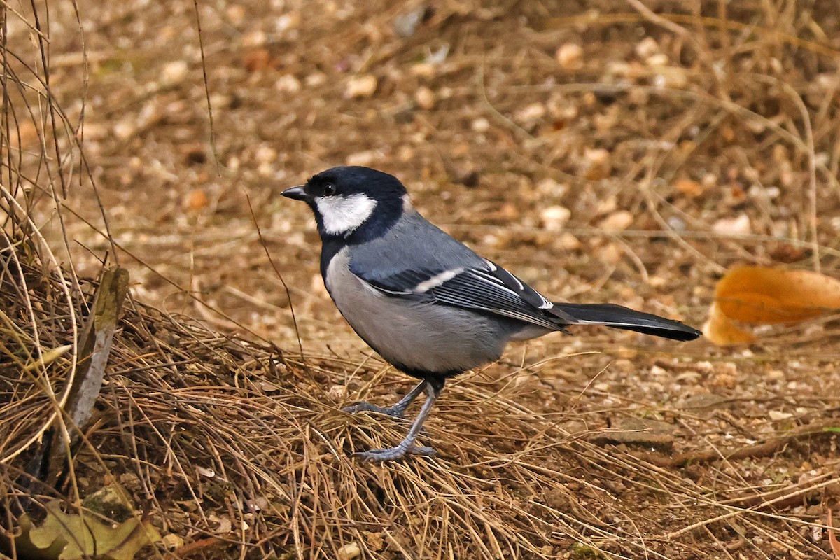 Asian Tit (Cinereous) - ML638811266