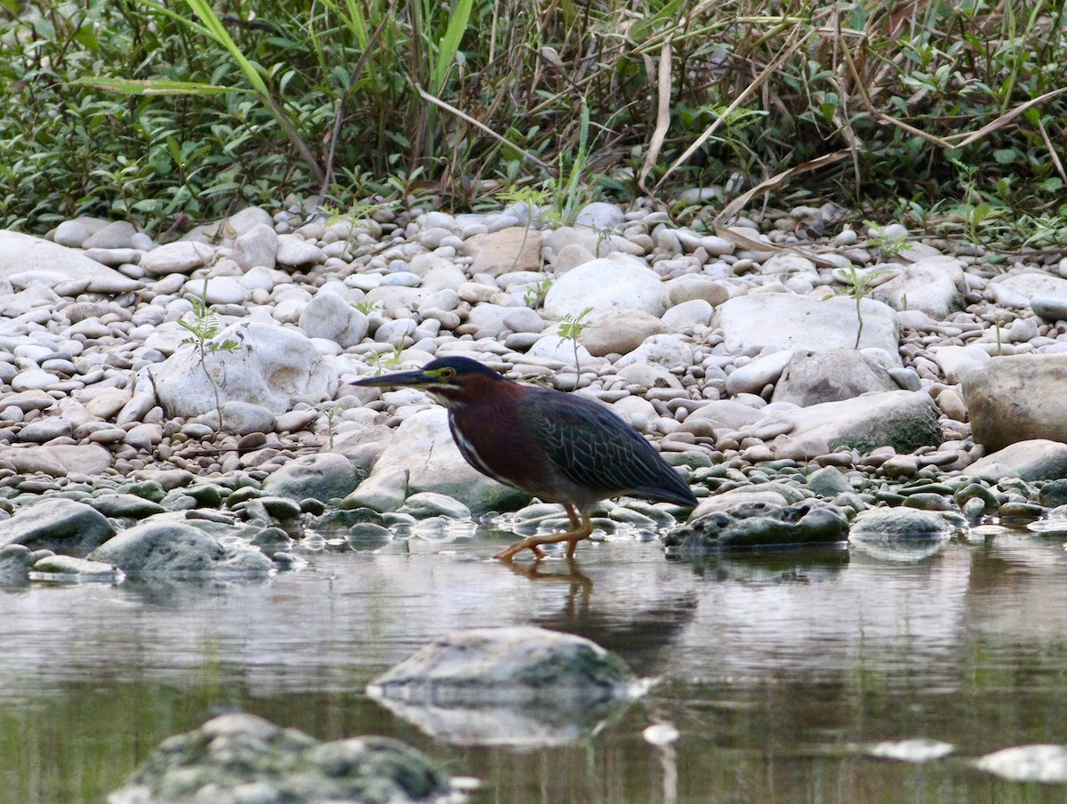 Green Heron - ML638811268
