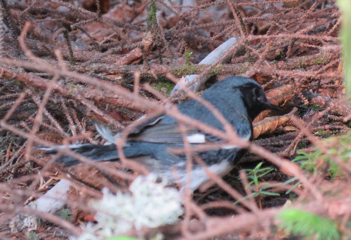 Black-throated Blue Warbler - ML638811271