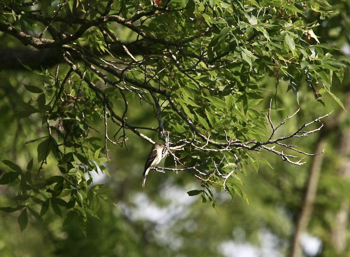 Eastern Wood-Pewee - ML638811295