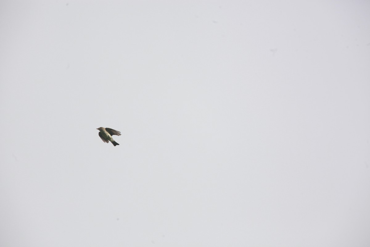 Eastern Wood-Pewee - ML638811296