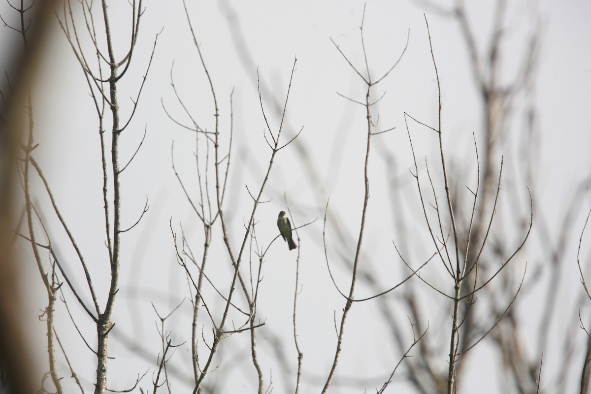 Eastern Wood-Pewee - ML638811297
