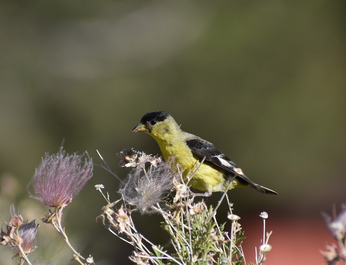 Lesser Goldfinch - ML638811302