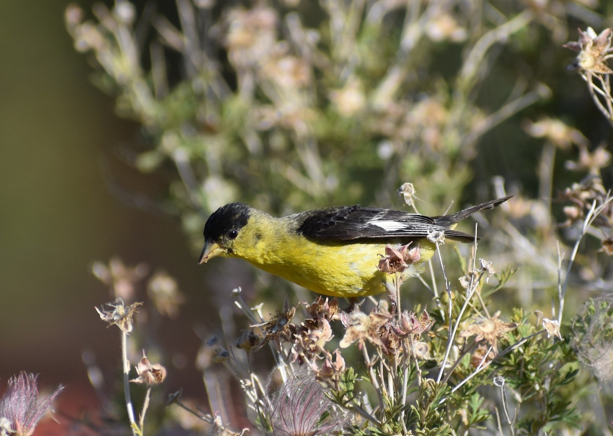 Lesser Goldfinch - ML638811307