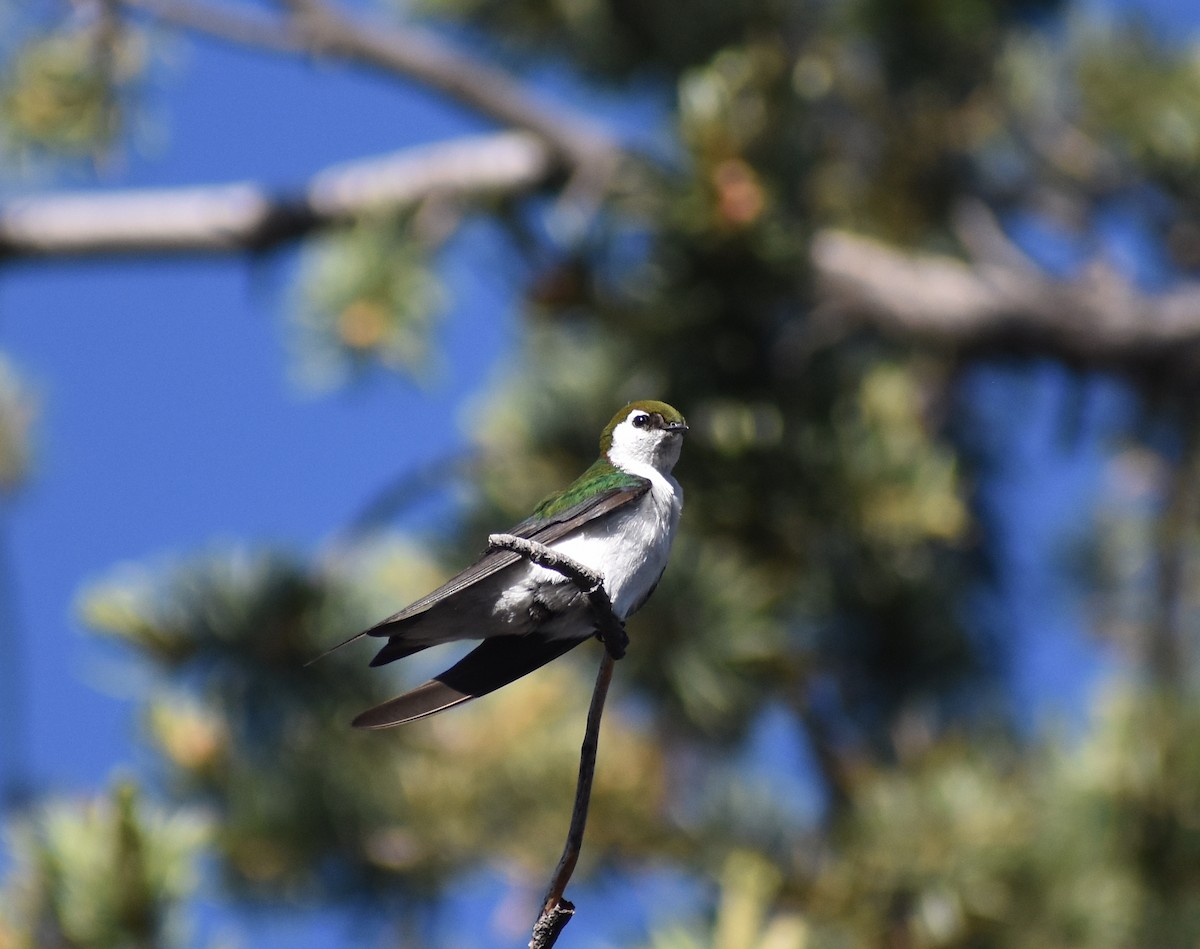Violet-green Swallow - ML638811313