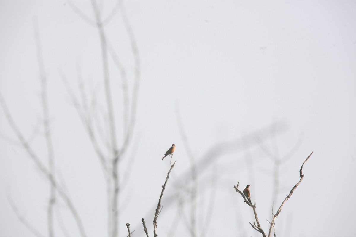 American Robin - ML638811319
