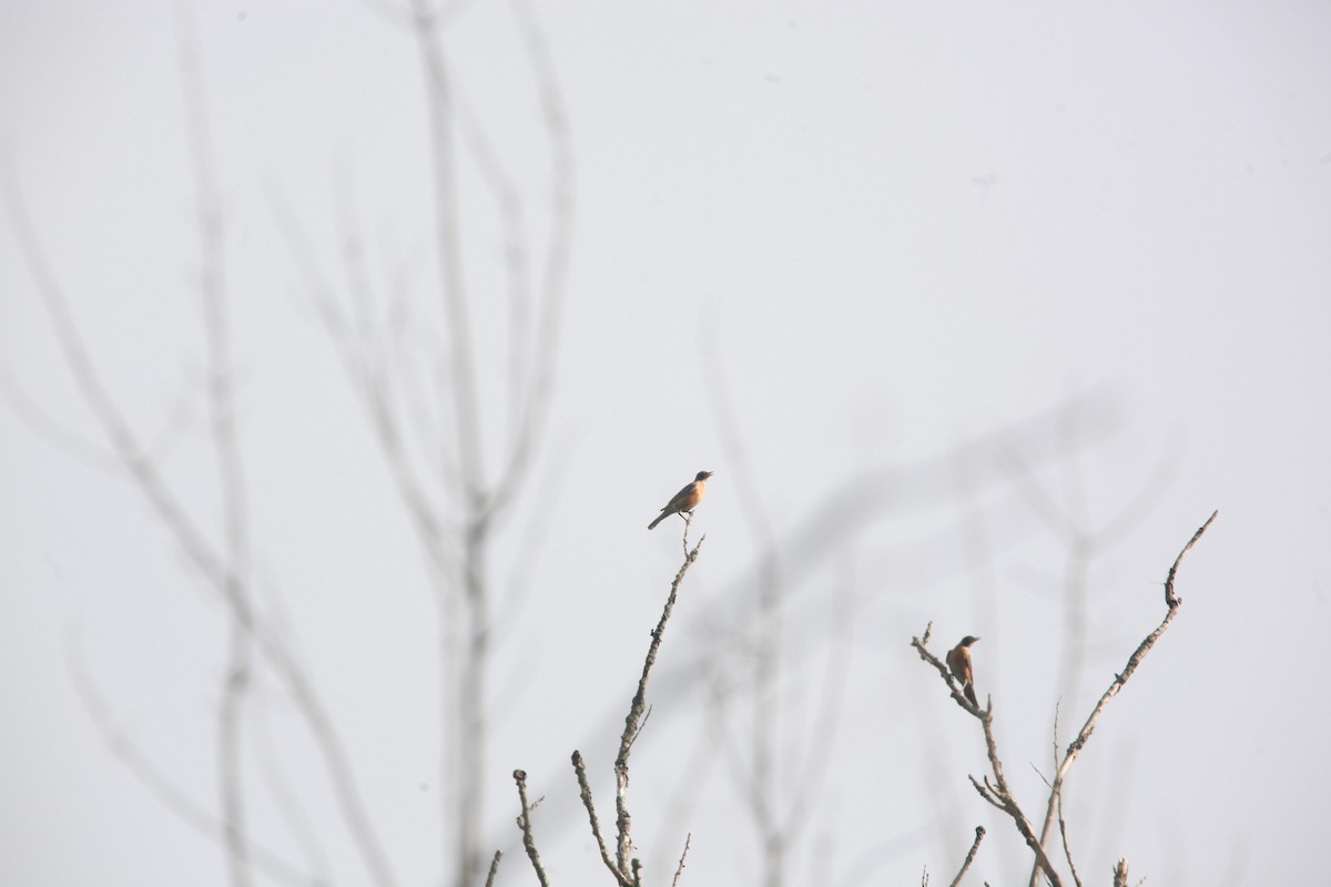 American Robin - ML638811320