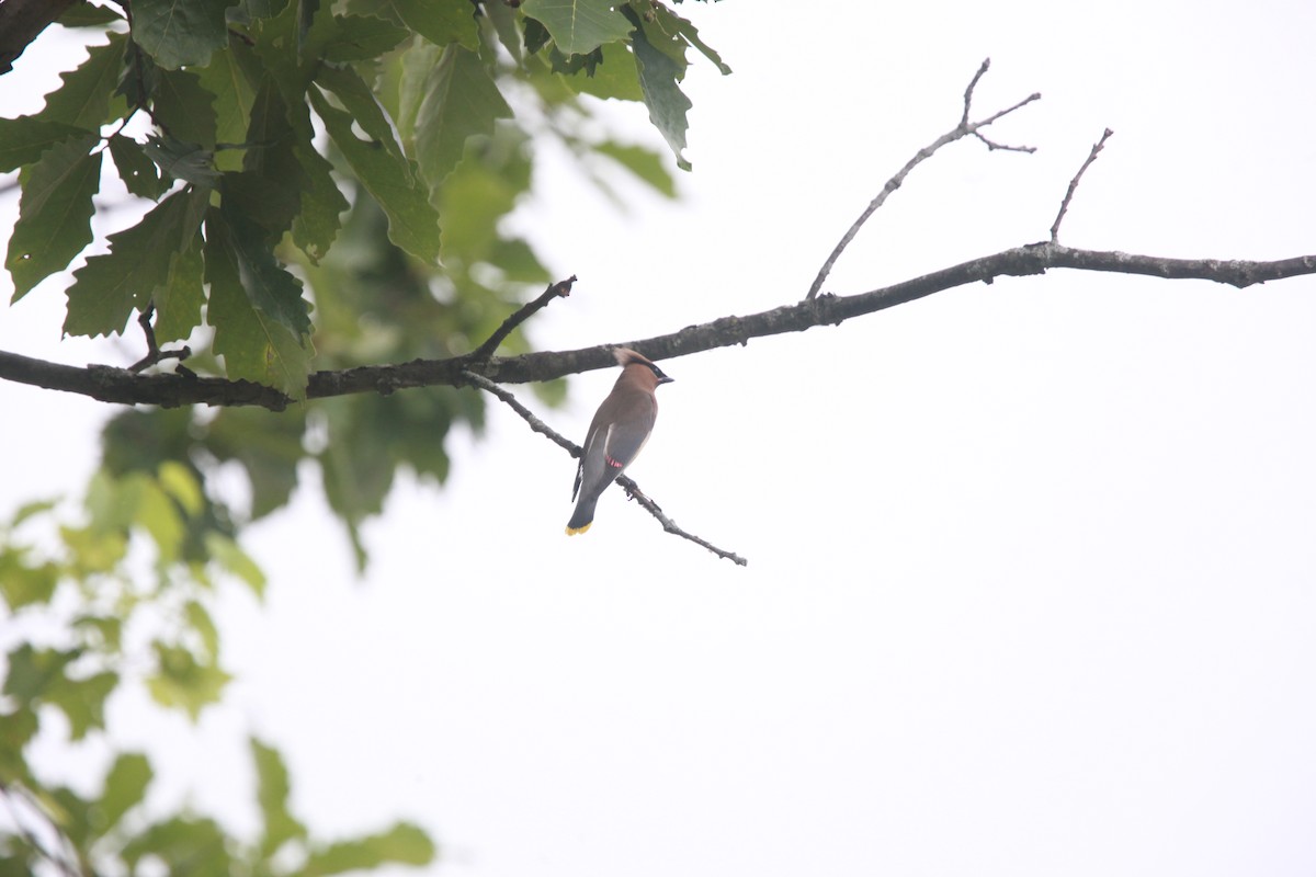 Cedar Waxwing - ML638811336