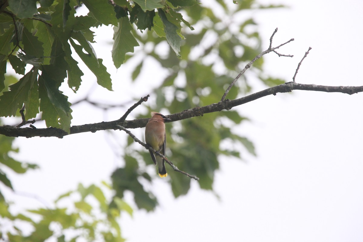 Cedar Waxwing - ML638811337
