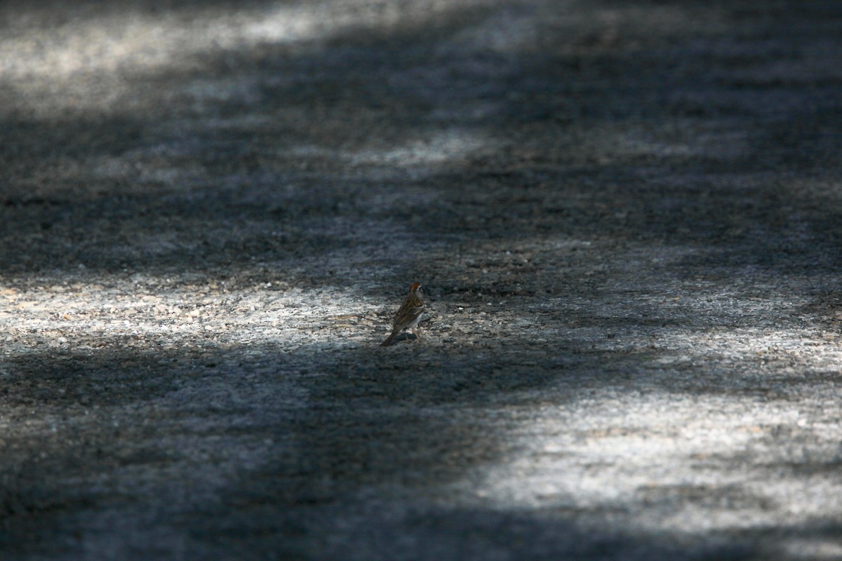 Chipping Sparrow - ML638811342