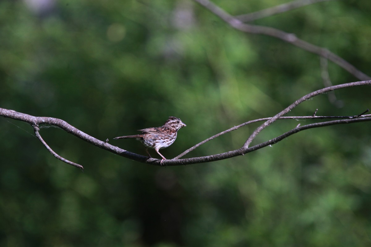 Song Sparrow - ML638811349