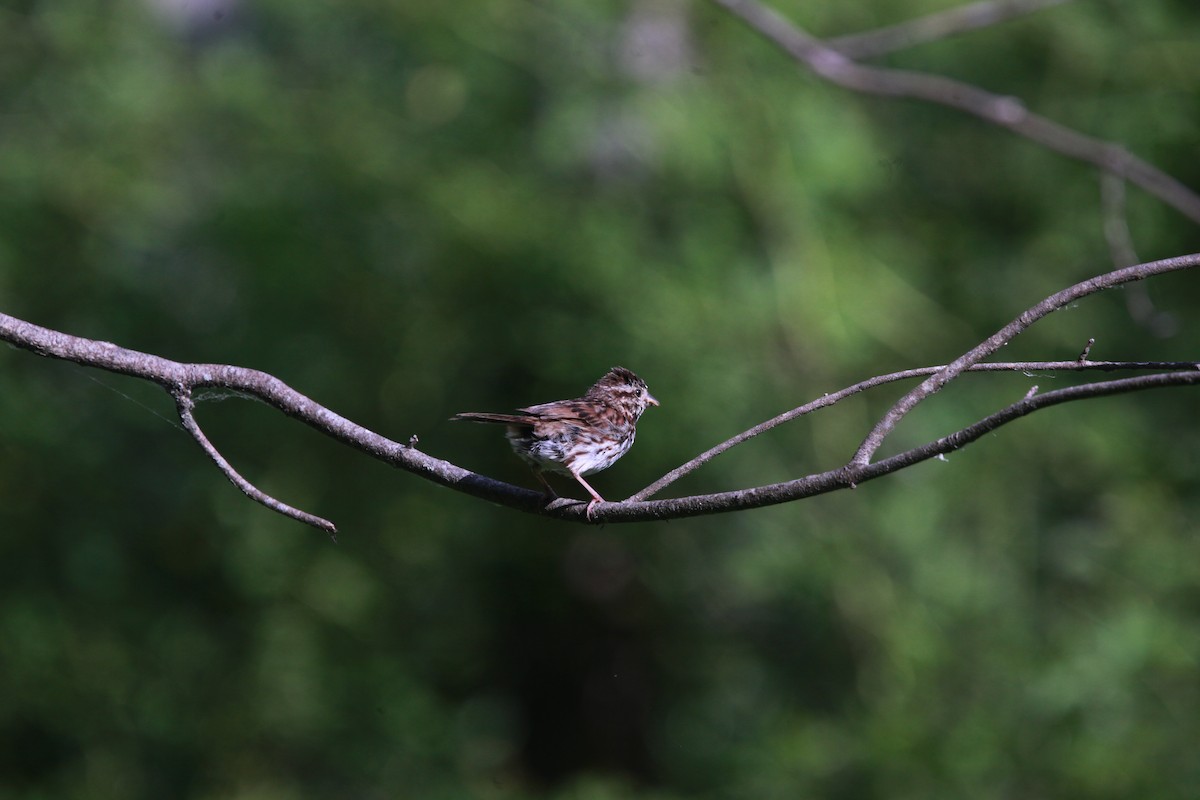 Song Sparrow - ML638811350