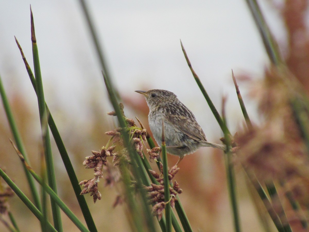 Grass Wren - ML638811357