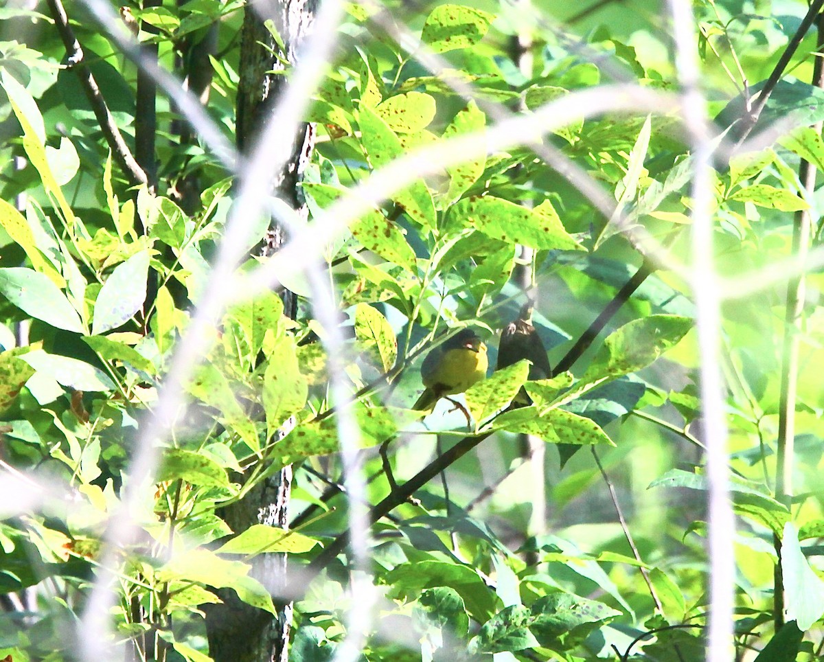 Common Yellowthroat - ML638811361
