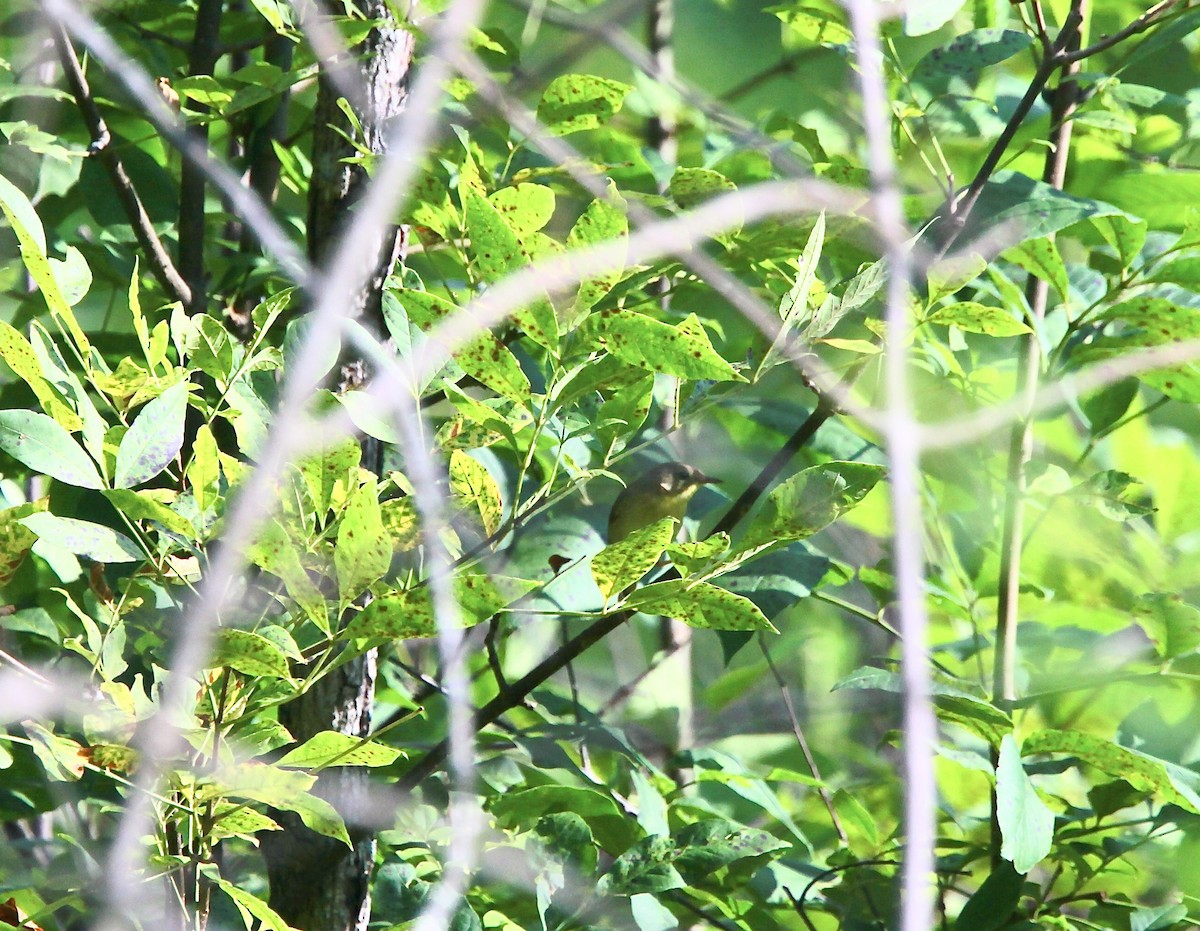 Common Yellowthroat - ML638811362
