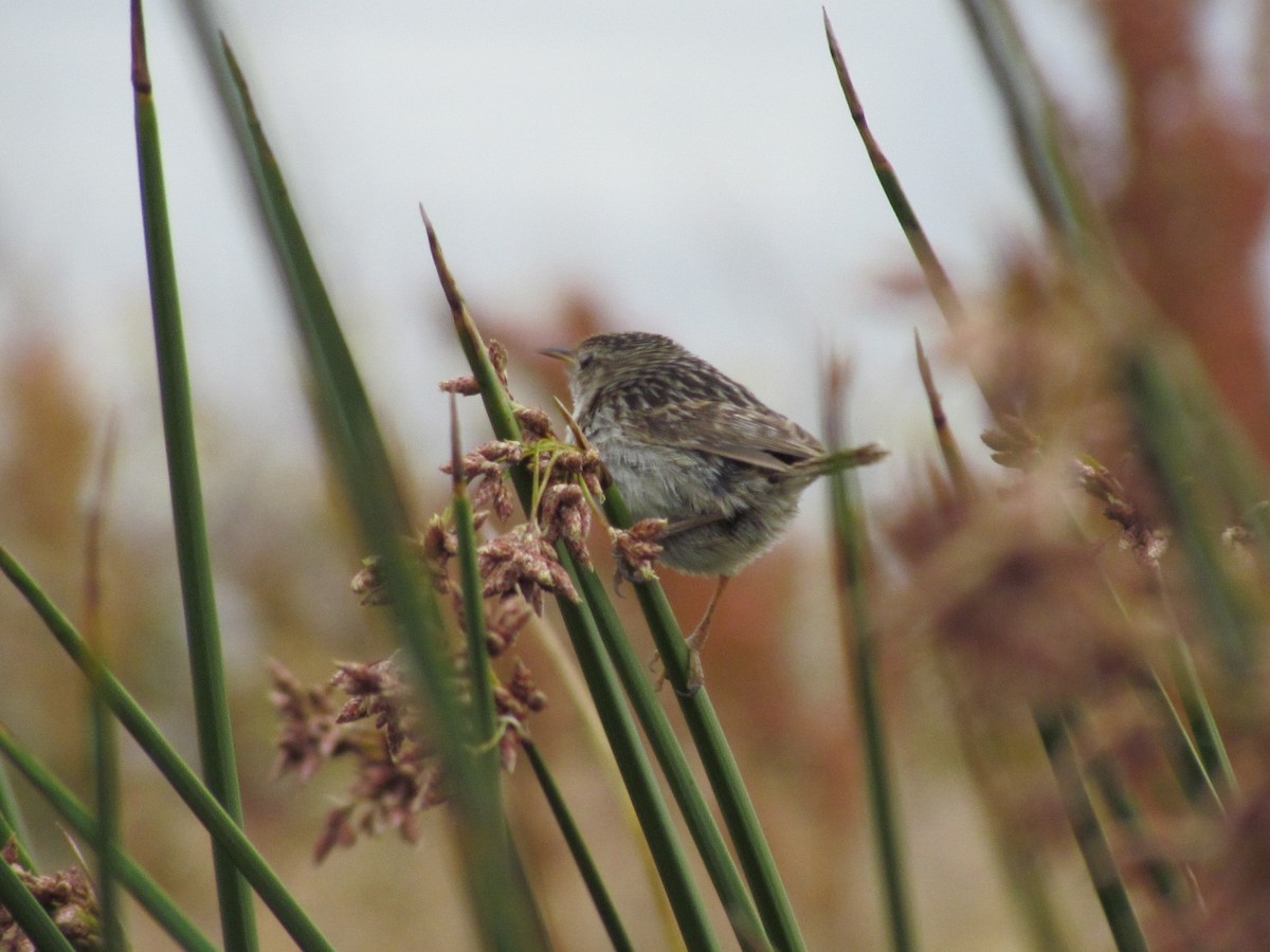 Grass Wren - ML638811382