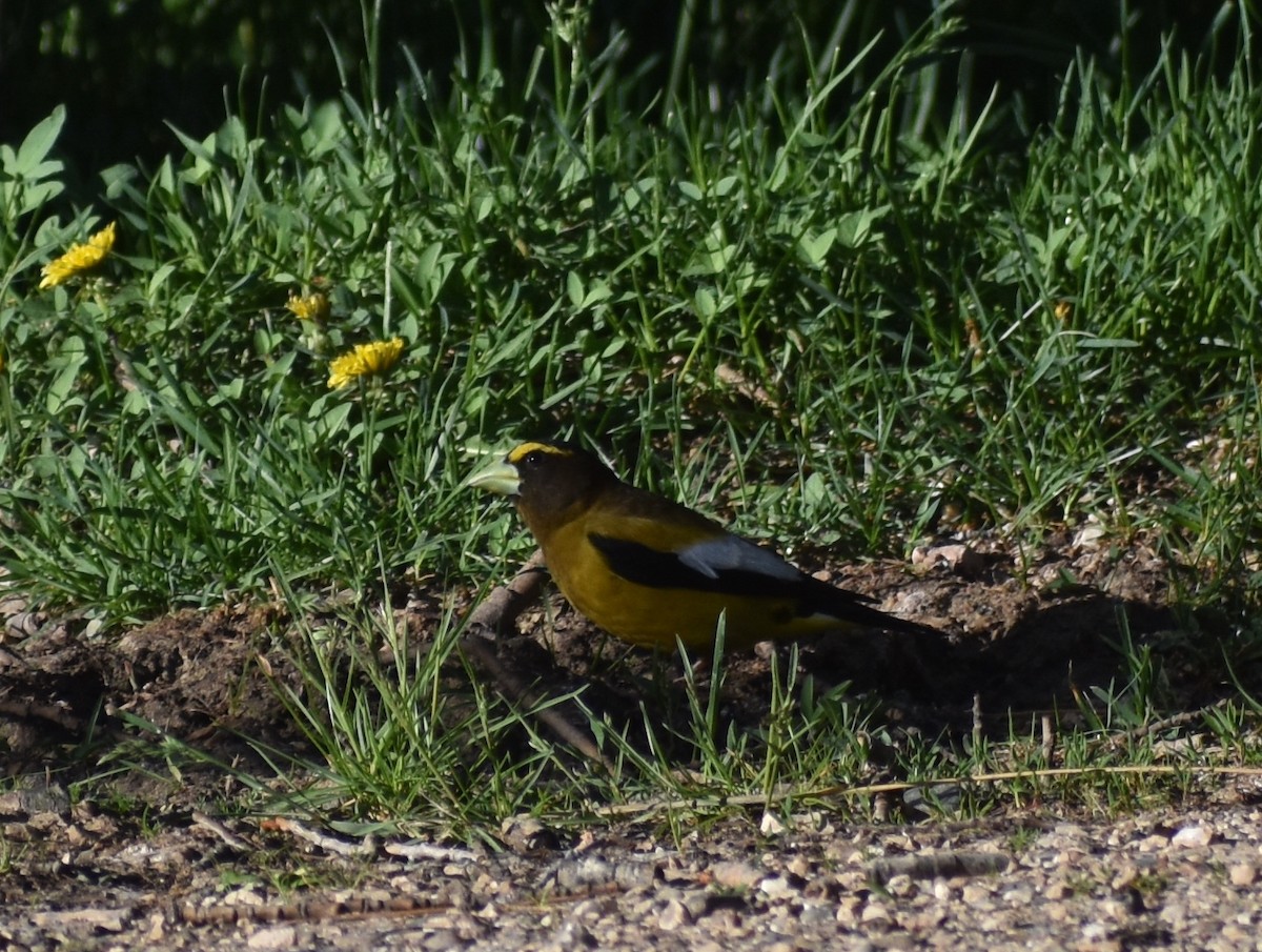 Evening Grosbeak - ML638811389