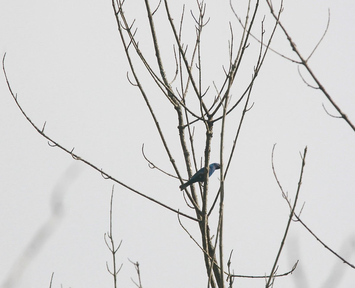 Indigo Bunting - ML638811482