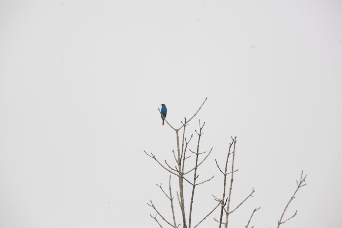 Indigo Bunting - ML638811483